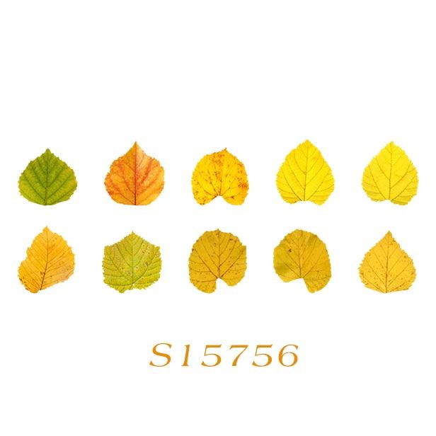 BUKE 8 Styles Aesthetic Leaves Washi Tape Stickers Creative Literary DIY Fallen Leaves Hand Account Decorative masking tape - bukenotebook